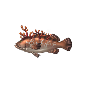 Coral Grouper