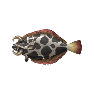 Cow Flounder