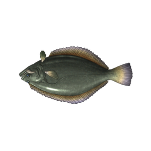 Hippo Halibut